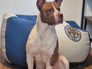 Mixed Breed dogs - Advert 8