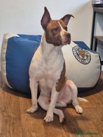 Mixed Breed dogs - Advert 8