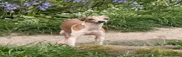 Italian Greyhound dogs for sale: Selling my adult dogs  - Advert 2