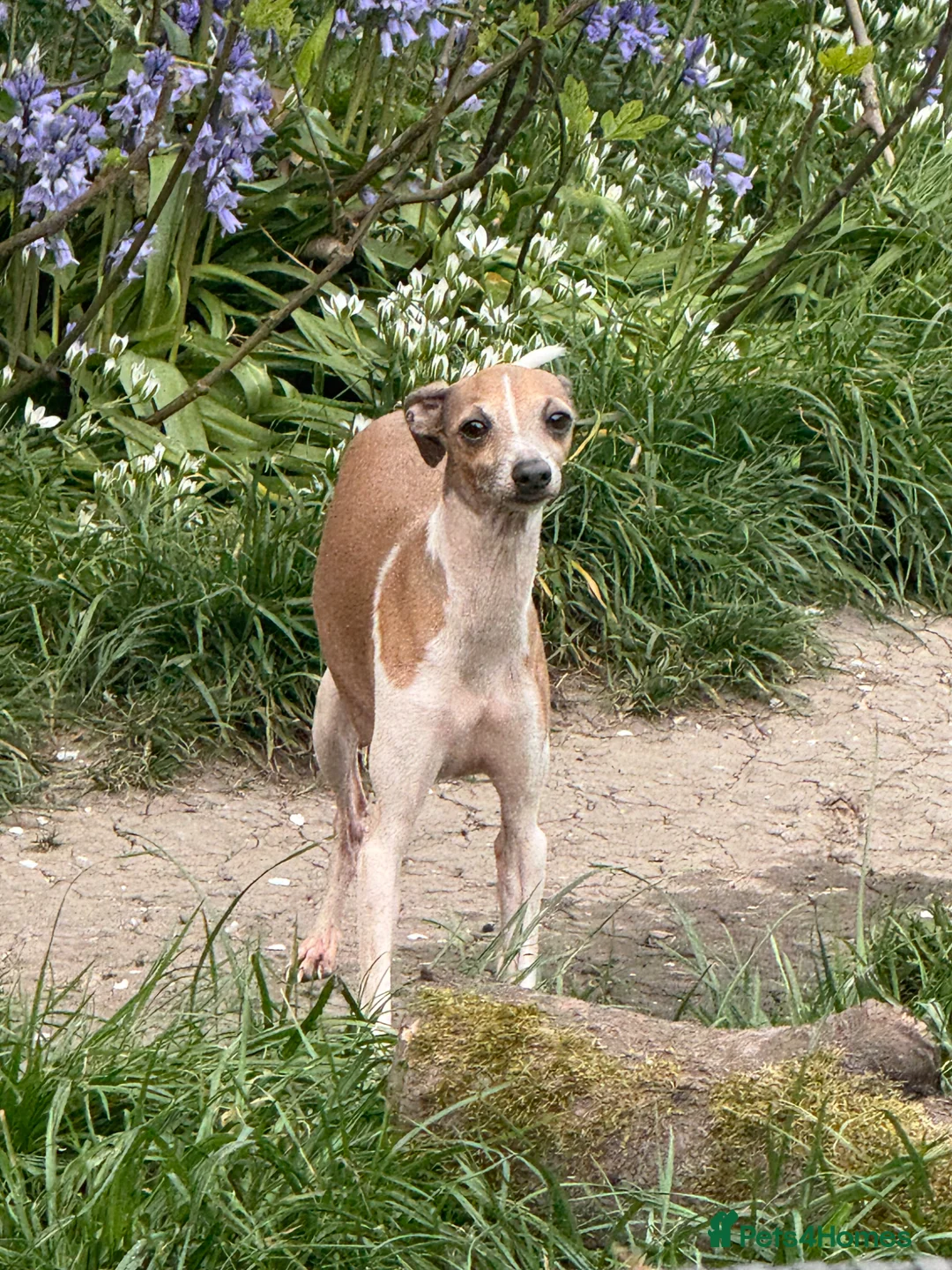 Italian Greyhound dogs for sale: Selling my adult dogs  - Advert 2
