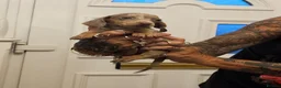 Dachshund dogs for sale: Miniture Dashounds - Advert 11
