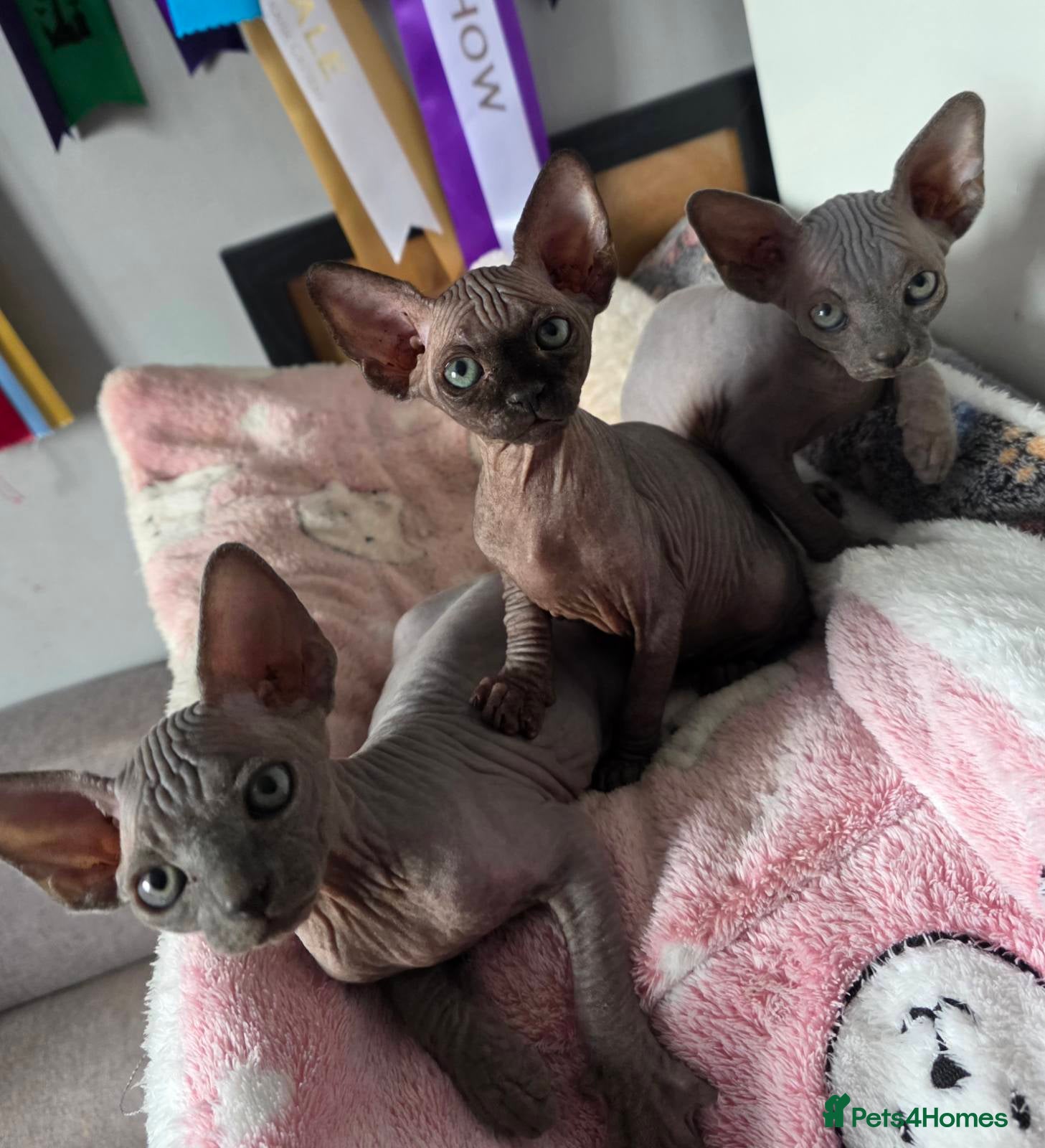 Sphynx cats FIFe registered stunning Sphynx kittens - Advert 5