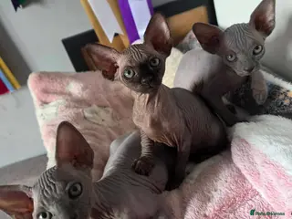 Sphynx cats FIFe registered stunning Sphynx kittens - Advert 5