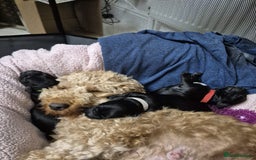 Mixed Breed dogs for sale: 3 beautiful boy yorkipoos   - Image 9