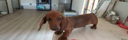 Dachshund dogs for sale: OUTSTANDING KC REGISTERED DACHSHUND - Advert 2