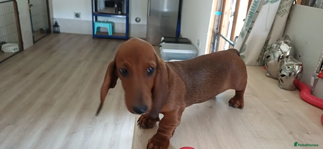 Dachshund dogs for sale: OUTSTANDING KC REGISTERED DACHSHUND - Advert 2