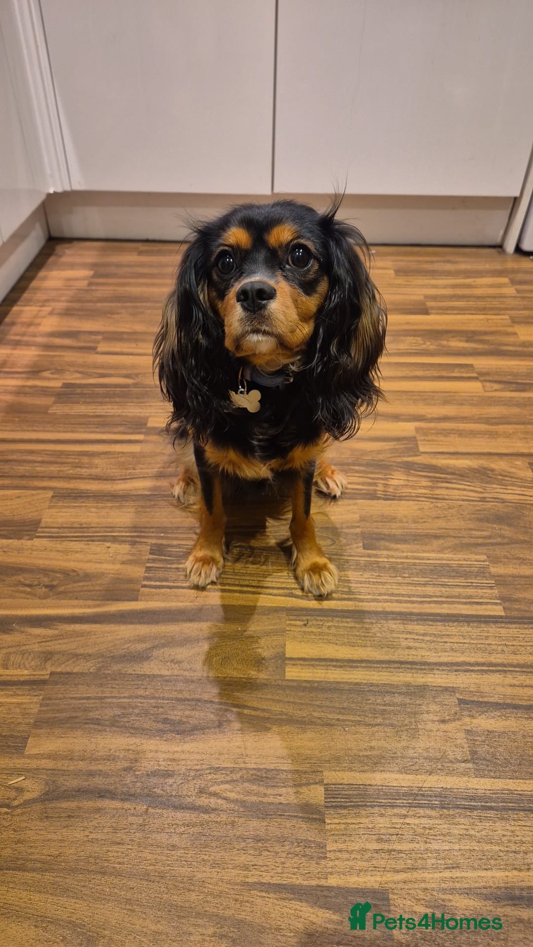 Cavalier King Charles Spaniel dogs Beautiful cavalier King Charles  - Advert 5
