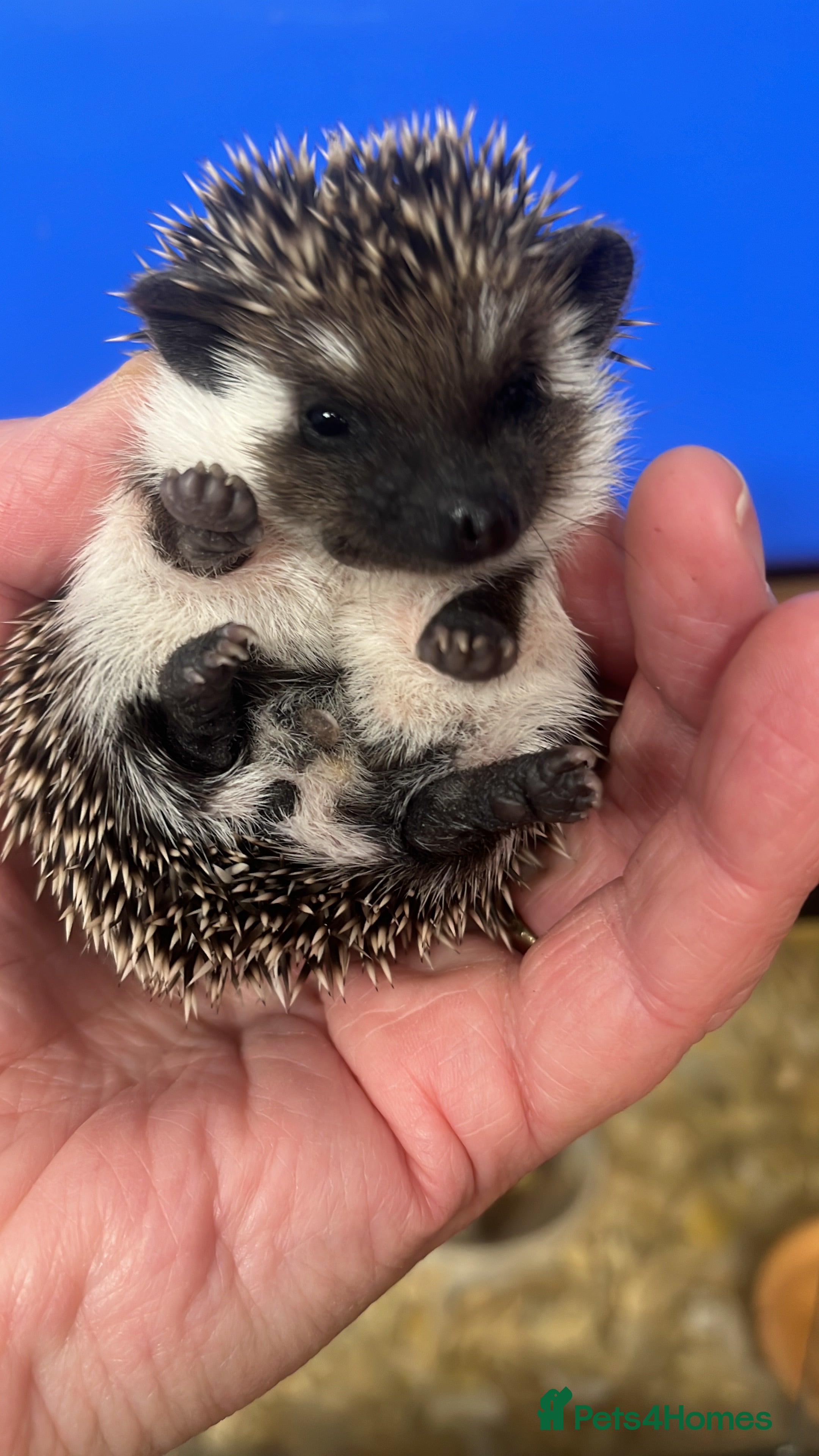Pygmy Hedgehog rodents Split faced/reverse pinto baby hoglets ready now! - Advert 1