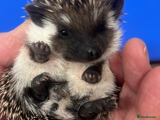 Pygmy Hedgehog rodents Split faced/reverse pinto baby hoglets ready now! - Advert 4