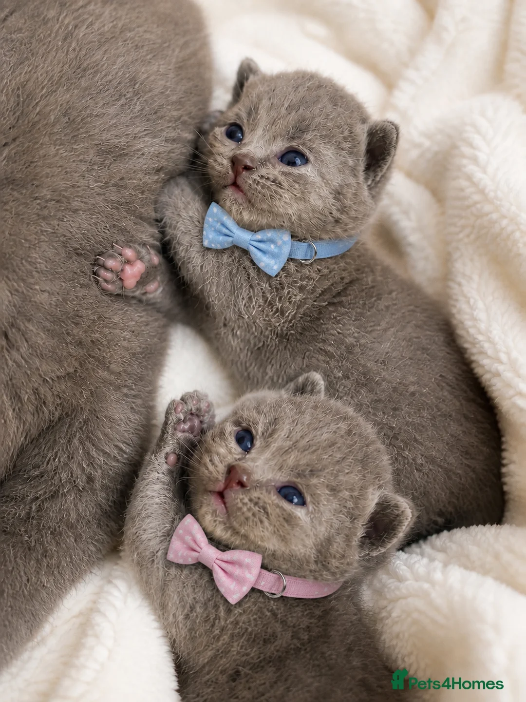 British Shorthair cats for sale: 💙Blue point BSH Kitten-Premium Quality 💙 - Advert 2