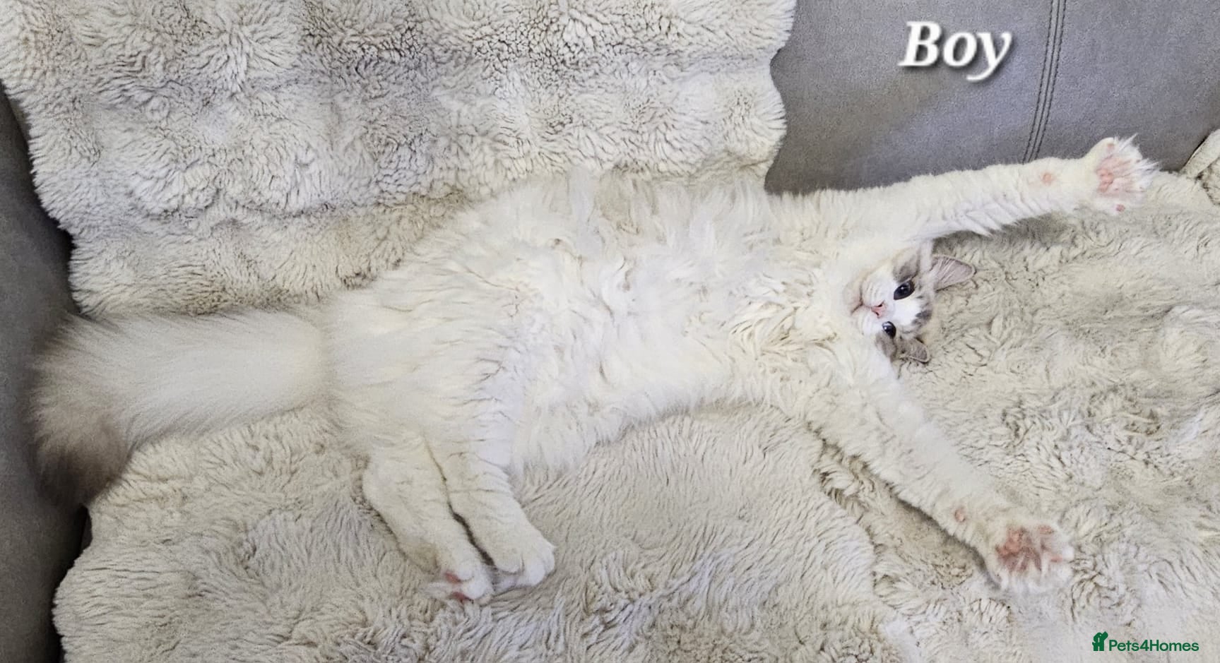 Ragdoll cats Beautiful boy GCCF Registered  - Advert 6