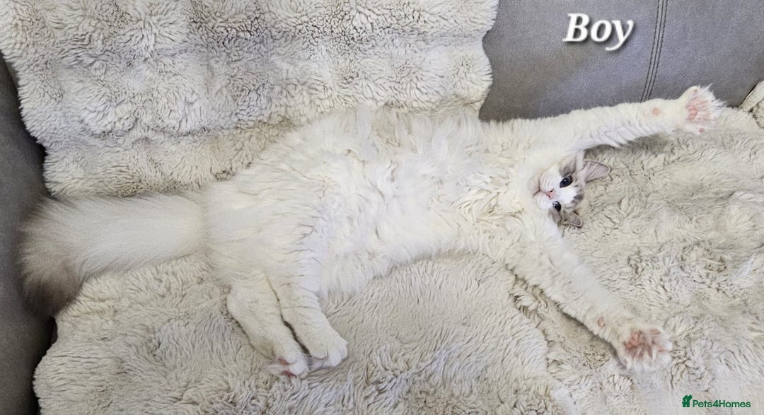 Ragdoll cats for sale: Beautiful GCCF Registered kittens  - Advert 3