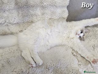 Ragdoll cats Beautiful boy GCCF Registered - Advert 5