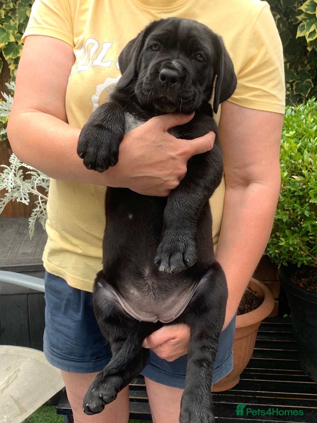 Cane Corso dogs for sale: Champion Lines Cane Corso puppies for sale - Image 10