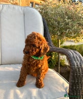 Miniature Poodle dogs - Advert 7