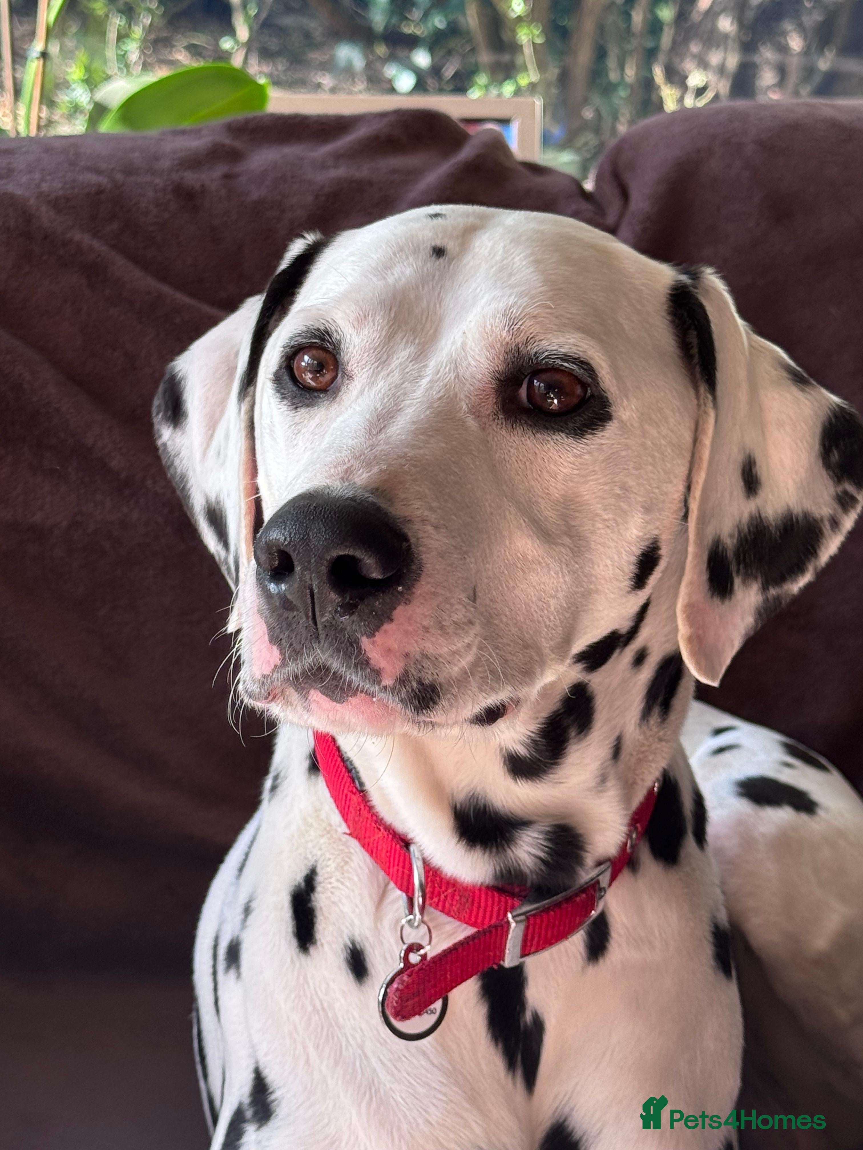 Dalmatian dogs Dalmatian- female - Advert 2