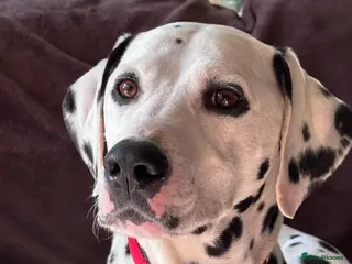 Dalmatian dogs Dalmatian- female - Advert 3