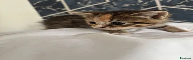 Tabby and ginger 