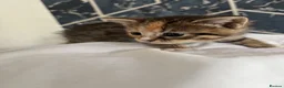 Bengal cats for sale: 4 Beautiful Kittens Looking for a Home - Advert 12