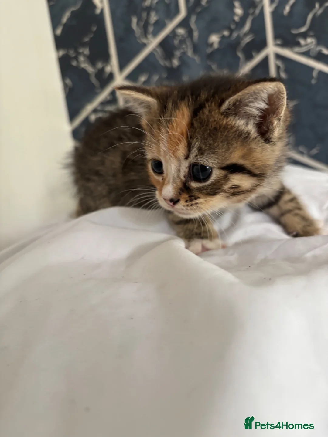 Bengal cats for sale: 4 Beautiful Kittens Looking for a Home - Advert 12