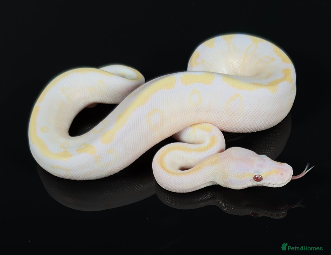 Python Snake reptiles for sale: Royal pythons  - Image 5