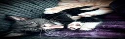British Shorthair cats for sale: Beautiful Kittens 🐱  in Birmingham - Advert 4