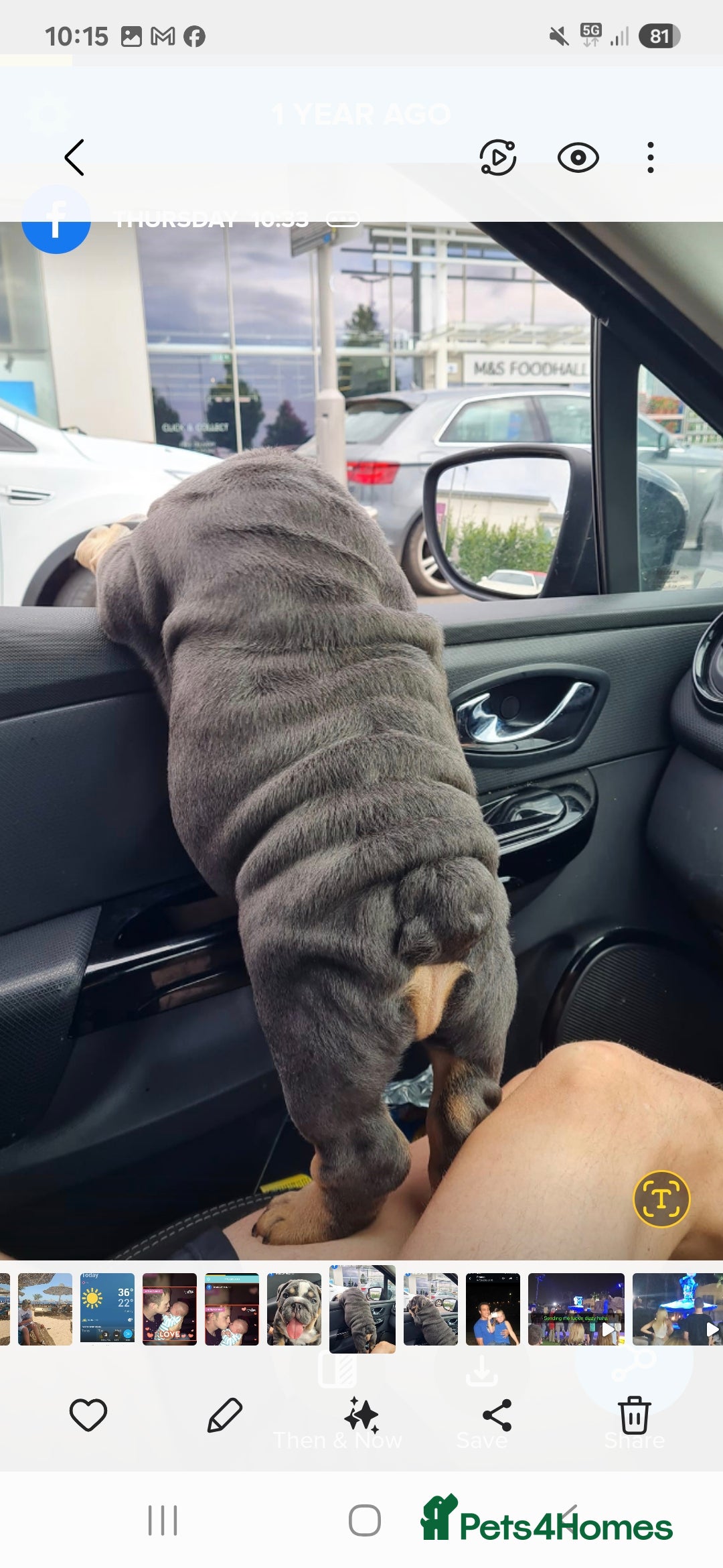 English Bulldog dogs for stud: For stud  - Image 3