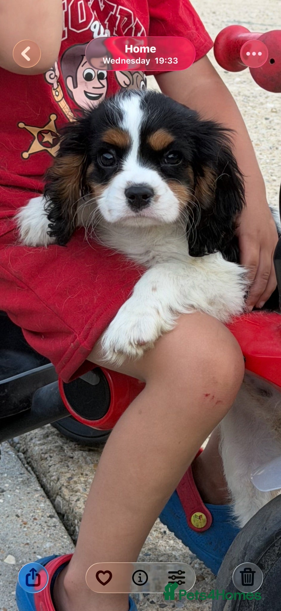 Cavalier King Charles Spaniel dogs Kc registered Cavalier King Charles spaniel - Advert 1