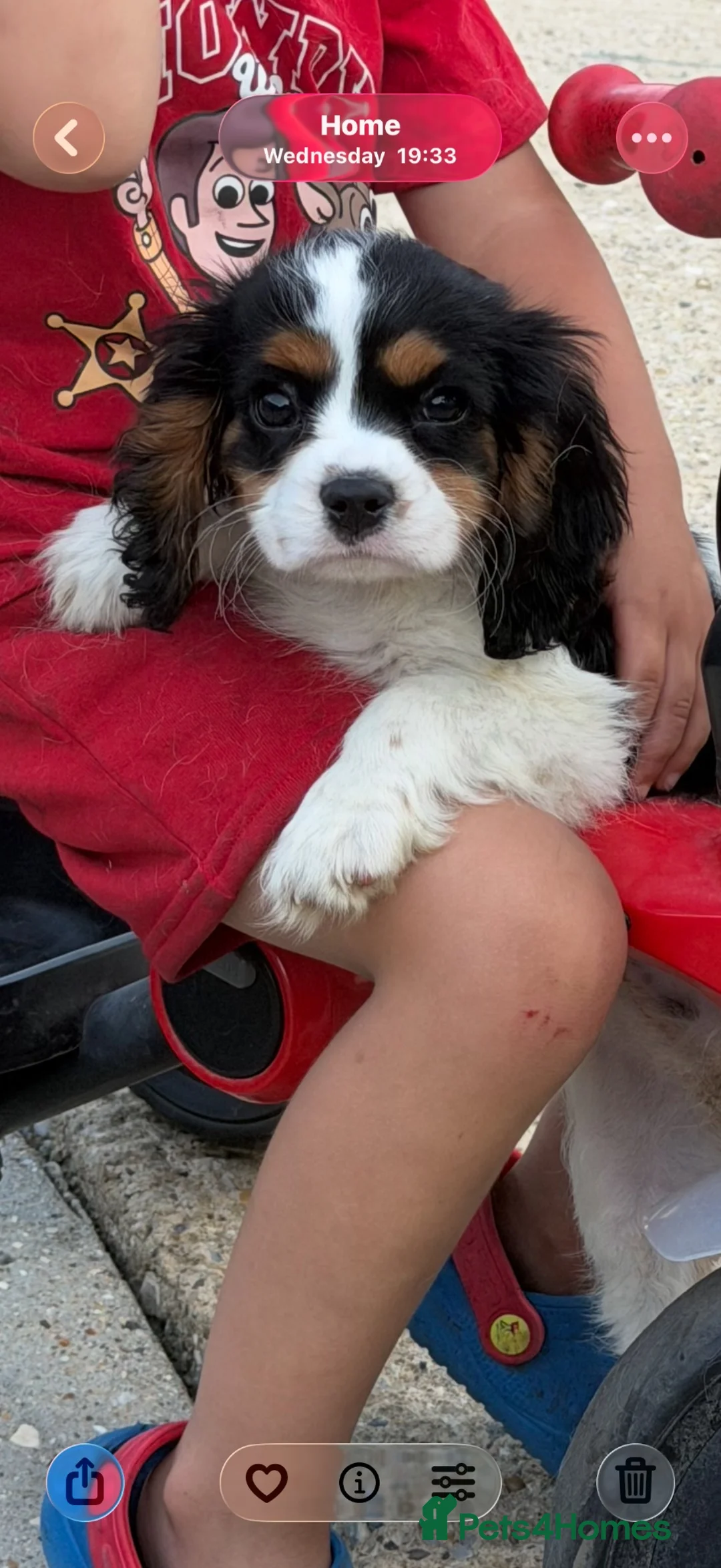 Cavalier King Charles Spaniel dogs for sale: Kc registered Cavalier King Charles spaniel - Advert 1