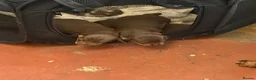 Miniature Dachshund dogs for sale: Ready now Miniature dachshund puppies plz read des - Advert 2