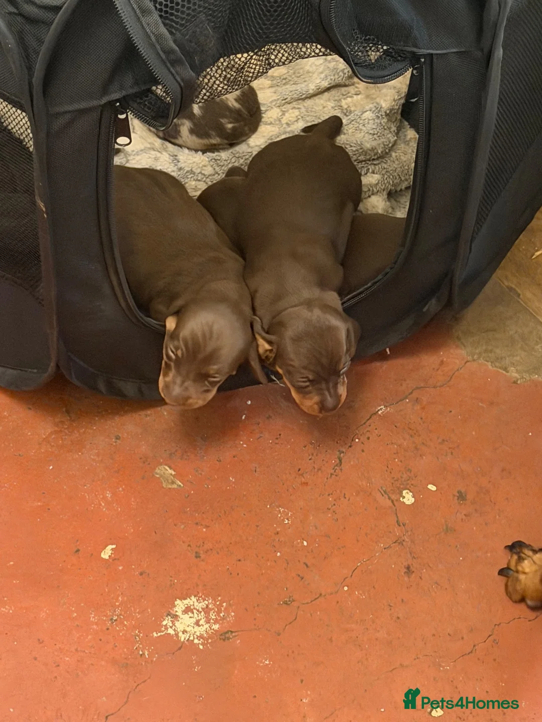 Miniature Dachshund dogs for sale: Ready now Miniature dachshund puppies plz read des - Advert 2