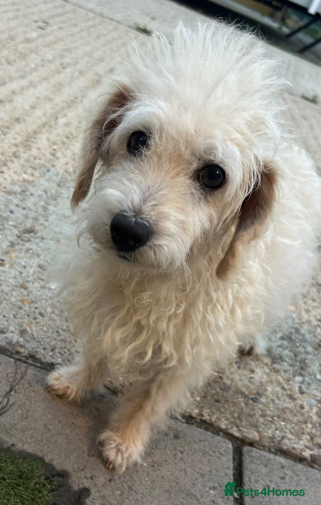 Mixed Breed dogs Cockapoo cross jackrussell pups - Advert 2