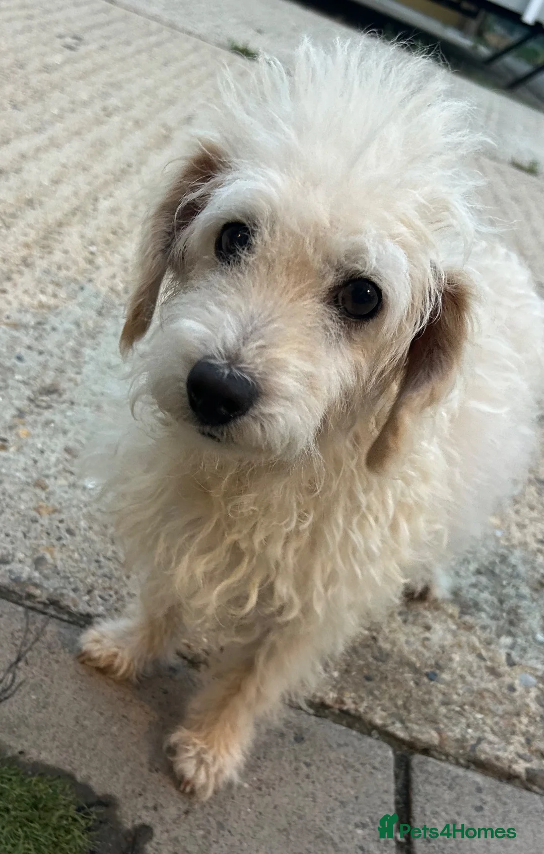 Mixed Breed dogs for sale: Cockapoo cross jackrussell pups in Norwich - Advert 1
