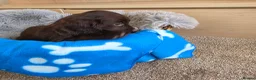 Cocker Spaniel dogs for sale: Amazing Working type Cocker Spaniels - Advert 17