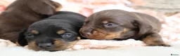 Miniature Dachshund dogs for sale: KC Miniature Dachshund Puppies - Advert 10