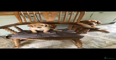Golden Retriever dogs - Advert 11