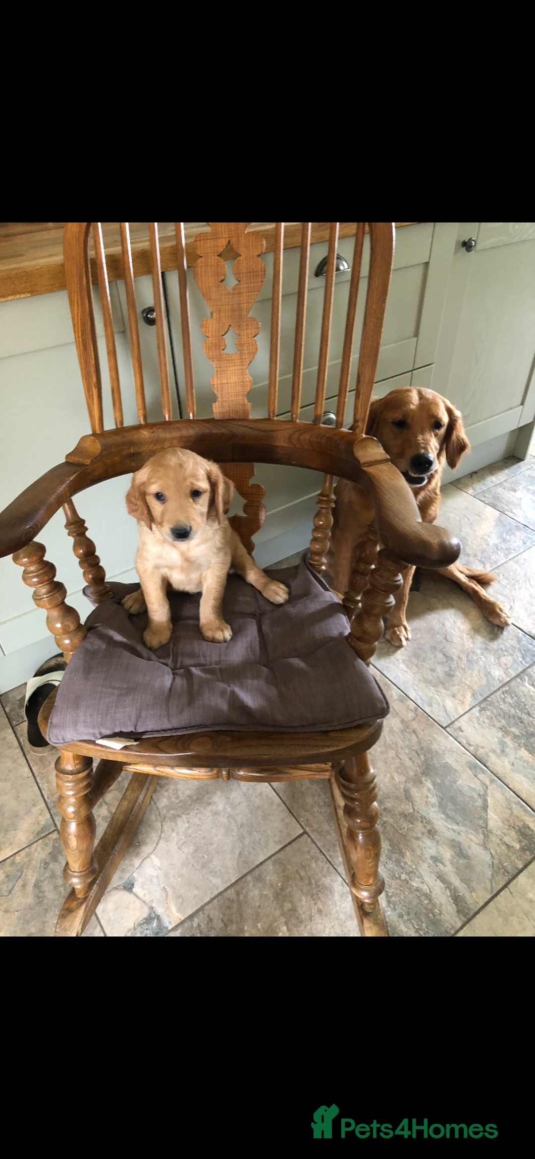 Golden Retriever dogs for sale: Beautiful Health Tested Puppies  - Image 2