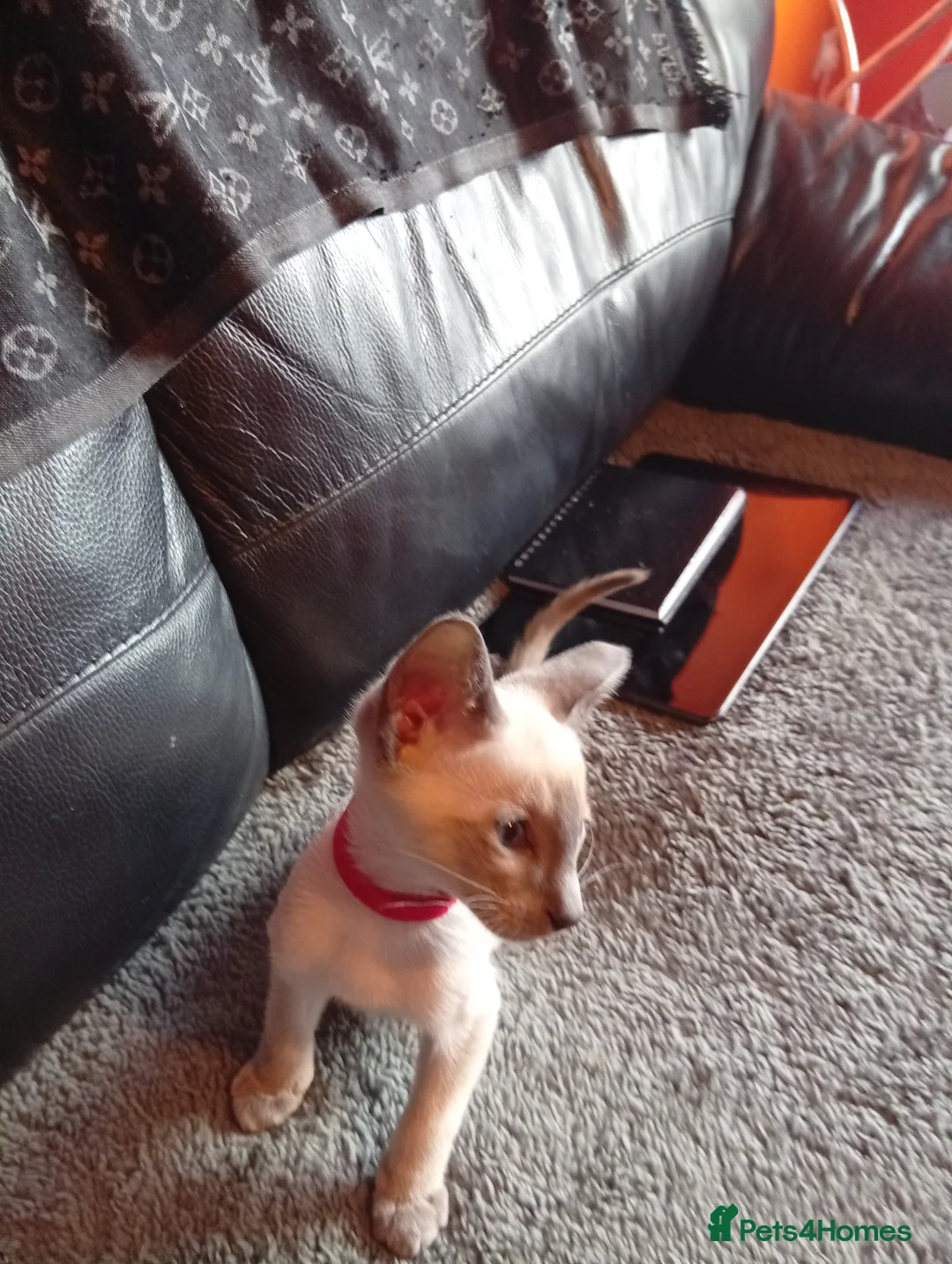 Siamese cats for sale: Gorgeous Siamese kittens!! - Advert 16