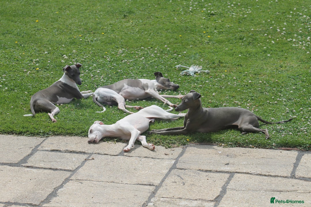 Italian Greyhound dogs for stud: Cream Italian Greyhound for Stud KC Registered - Advert 14
