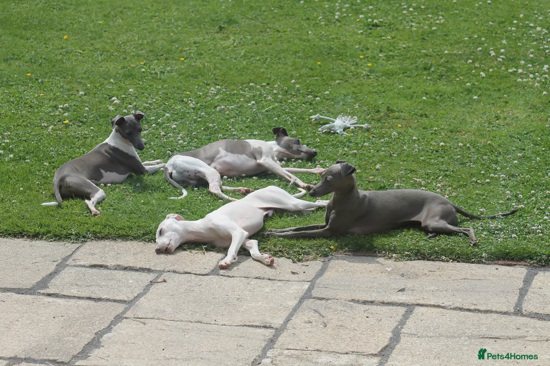 Italian Greyhound dogs for stud: Cream Italian Greyhound for Stud KC Registered - Advert 14
