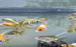Fancy Goldfish fish for sale: Selection of Baby fancy goldfish - Image 2