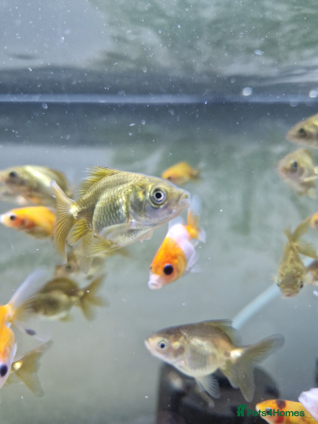 Fancy Goldfish fish for sale: Selection of Baby fancy goldfish - Image 2