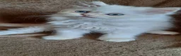 Persian cats for sale: 6 Beautiful Persian Chinchilla Kittens  - Advert 23