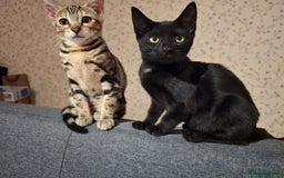 Bengal cats for sale: Bengal kittens - Image 18