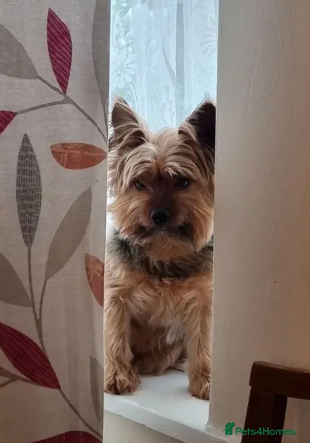 Yorkshire Terrier dogs for sale: Max & Mollie - Image 9