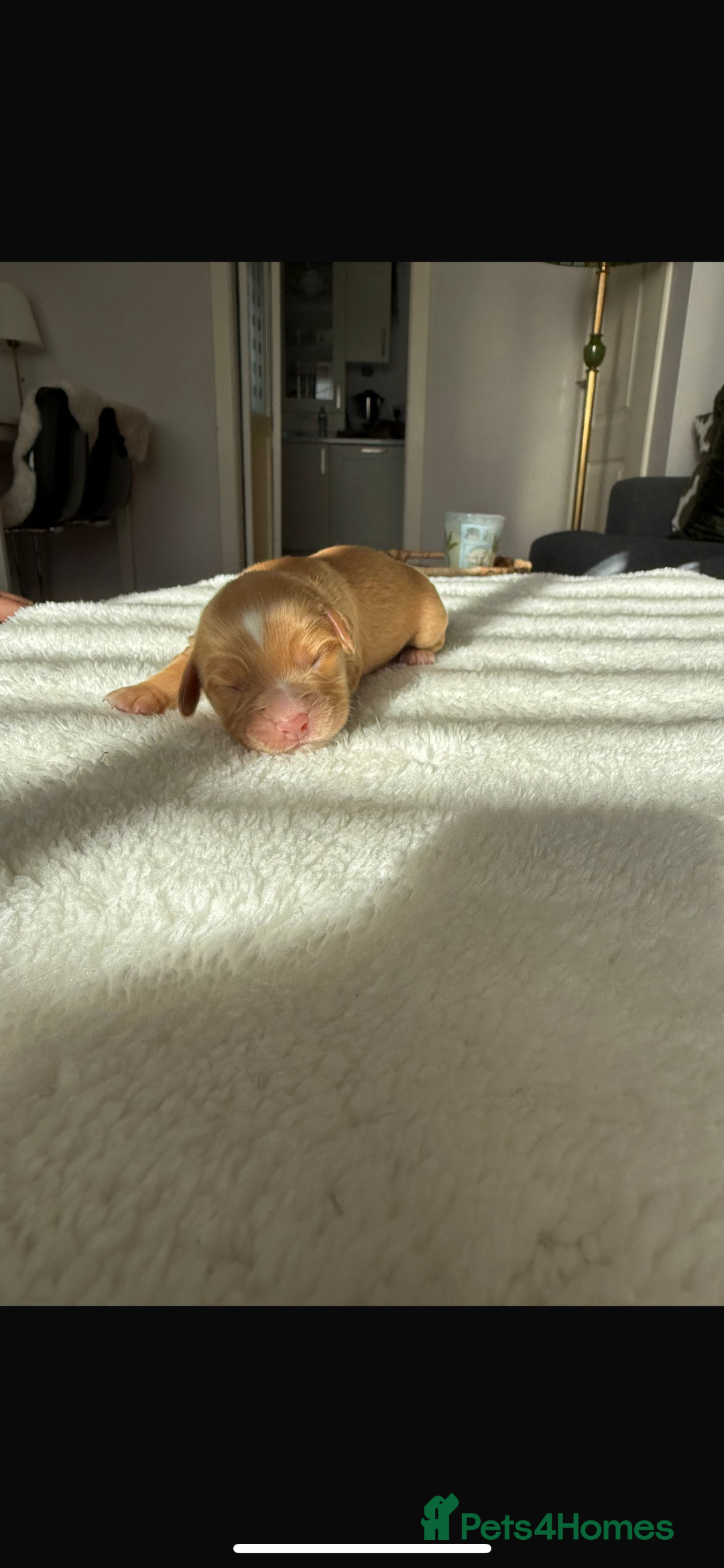 Cocker Spaniel dogs for sale: 🐶Cocker Spaniel Pups Looking for Forever Family🐶 - Image 9