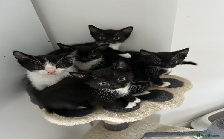 Domestic Shorthair cats - Advert 2