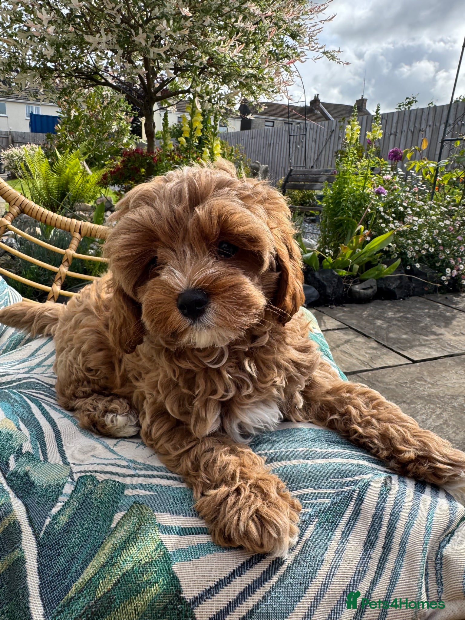 Cavapoo dogs Health tested. One boy and girl cava poo for sale - Advert 1