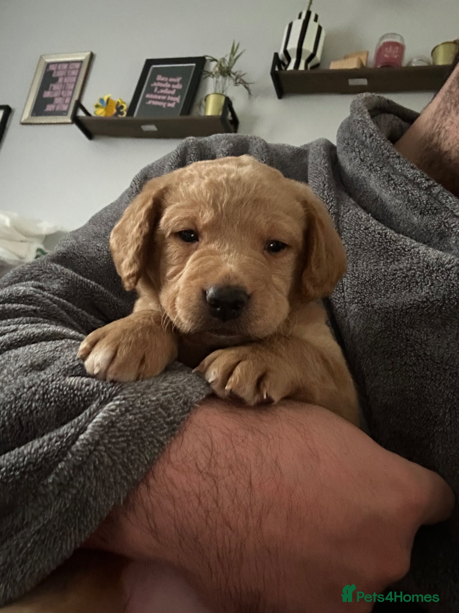 Labradoodle dogs Labradoodle Puppies!! - Advert 14