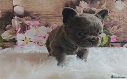 French Bulldog dogs for sale: Welcome to the Fluffy Crew 🥰 - Advert 15